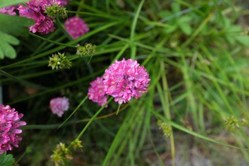 Armeria maritima (Plumbaginaceae), outdoor plants 2020