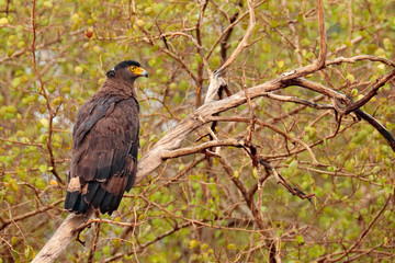 Crested serpent eagle, Spilornis cheela perched on trunk in forest environment, looking for prey. Wildlife photography from  Wilpattu national park, Sri Lanka.
