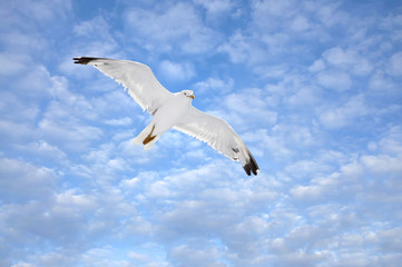 Seagull flying in the blue sky with clouds