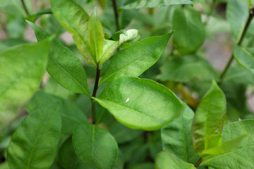 Fototapeta na wymiar Phlox paniculata L. (Polemoniaceae), outdoor plants 2020