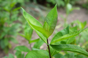 Phlox paniculata L. (Polemoniaceae), outdoor plants 2020