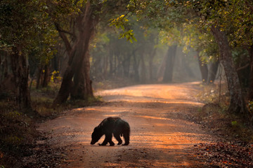 Sloth bear, Melursus ursinus, Wilpattu NP, Sruilanka. Wild Sloth bear in nature habitat, wildlife...