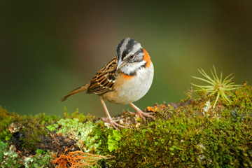 Rufus-collared Sparrow, Zonotrichia capensis, exotic tropical blue bird from Costa Rica. Birdwatching in South America. Tanager in habitat, sitting on the larch moss tree branch.