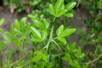 Fototapeta na wymiar Poncirus trifoliata (Rutaceae), outdoor plants 2020