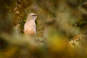 Tropical Mockingbird, Mimus gilvus, rare sighting in Costa Rica, mountains in Savegre valley. Bird in the forest habitat. Birdwatching in the Central America. Mockingbird hidden in the vegetation.
