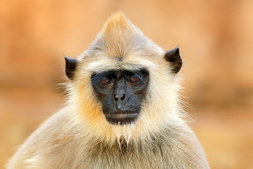 Obraz premium Monkey family. Mother and young running on the wall. Wildlife of Sri Lanka. Common Langur, Semnopithecus entellus, monkey on the orange brick building, urban wildlife. Nature in town, Sri Lanka, Asia