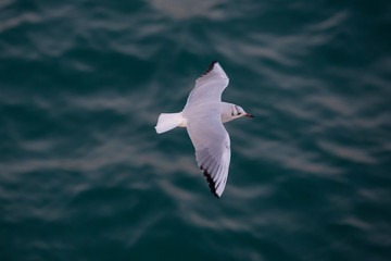 Adult Black-headed Gull flying.