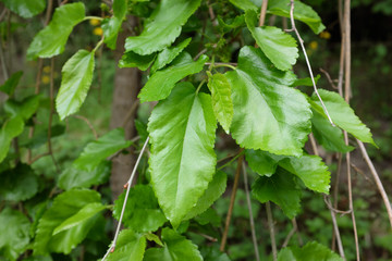 Morus alba L. (Pendula), outdoor plants 2020