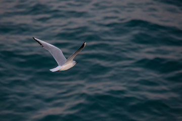 Black-headed gull moving away.