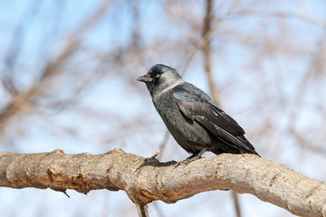 Western jackdaw coloeus monedula sitting on branch of tree in winter. Cute common urban crow bird in wildlife.