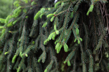 Picea abies (Rothenhaus), outdoor plants 2020