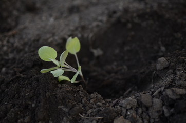 Spring shoots of young plants-seeds, seedlings.
Plants are planted in the ground.