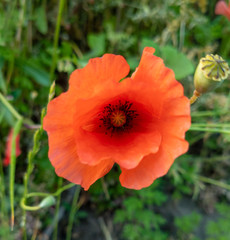 Obraz premium Poppy flower in the foreground, growing on the edge of a path in italy