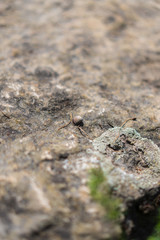 Ich fand eine kleine Muschel