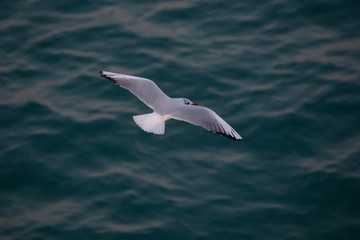 Black-headed gull gliding.