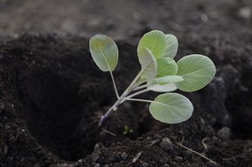 Spring shoots of young plants-seeds, seedlings.
Plants are planted in the ground.