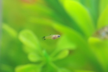 プラティの稚魚　熱帯魚