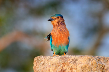 Roller sitting on the stone with orange background. Birdwatching in Asia. Beautiful colorful bird in the nature habitat. Indian Roller from Anuradhapura Sri Lanka.