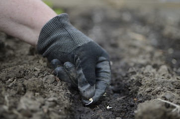 Spring shoots of young plants-seeds, seedlings.
Plants are planted in the ground.