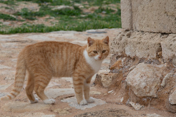 Red Greek stray cat in nature. Homeless animal theme.