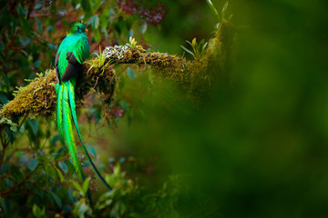 Quetzal, Pharomachrus mocinno, from  nature Costa Rica with pink flower forest. Magnificent sacred mystic green and red bird. Resplendent Quetzal in jungle habitat. Wildlife scene from Costa Rica.