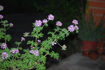 Flowered Citronella Plant in Garden