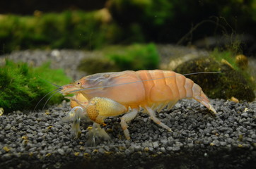 A horizontal macro shot of aquarium small cherry shrimp close-up
