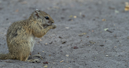 Naklejka na ściany i meble Closeup of a ground squirrel sitting on the ground, eating, Botswana