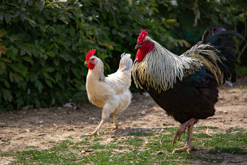 A rooster with black and white feathers and a white hen walking side by side