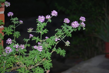 Flowered Citronella Plant in Garden