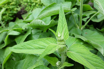 Phlomis russeliana (Lamiaceae), outdoor plants 2020