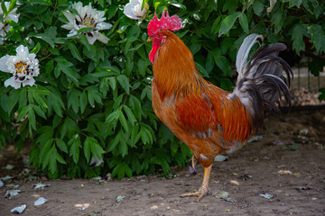 A rooster with feathers in brown, gray and black standing in front of a peony plant