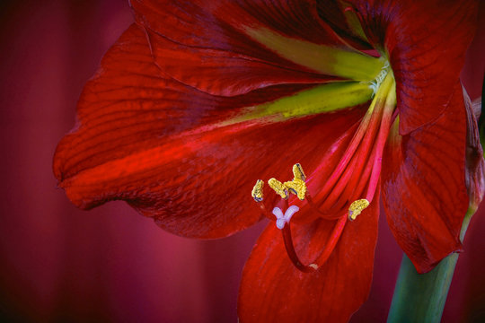 Red flower Hippeastrum or Amarilis close-up, on a red background.