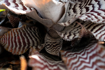 chicken feather leafs