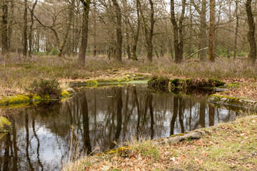 Fototapeta na wymiar North Moor Elspeet Netherlands 
