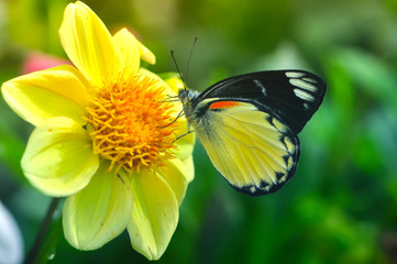 butterfly on flower