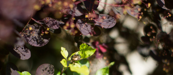 Golden scarab beetle, symbol of synchronicities by Jung - long banner