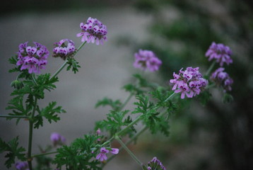 Flowered Citronella Plant in Garden