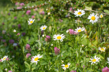 wild daisy and clover flowers with insects, shrub and grass