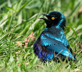 Closeup of a Red-shouldered Glossy-Starling (Lamprotornis nitens) basking in the sun, Namibia