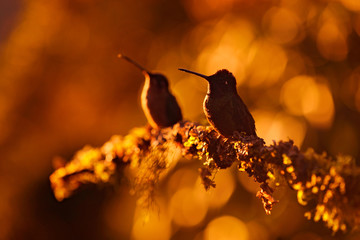 Hummingbird orange sunset. Bird in evening sunset with Talamanca admirable hummingbird, Eugenes...