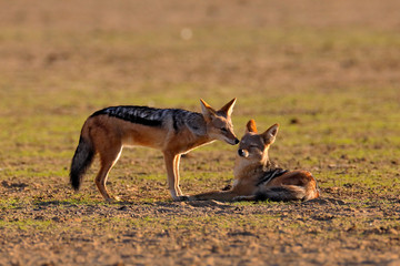 Jackal hunting birds near the waterhole, Polentswa, Botswana in Africa.  Beautiful wildlife scene from Africa with nice sun light.