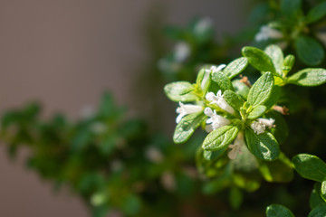 green leafs garden