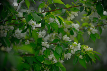 Fototapeta na wymiar green apple tree with white flowers in spring