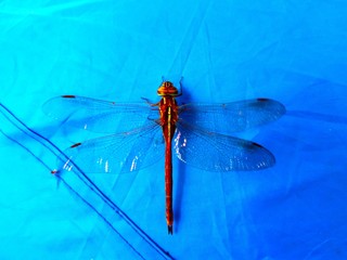 dragonfliy in blue