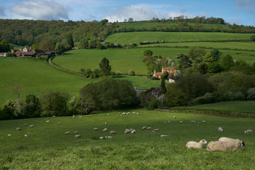 Sheep and lambs in lush green fields of the Woolley Valley, an Area of Outstanding Natural Beauty in the Cotswolds on the outskirts of Bath, England, United Kingdom