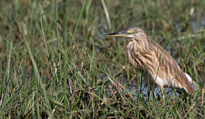 Wildlife photo of a Squacco Heron (Ardeola ralloides) in the wetland, Botswana