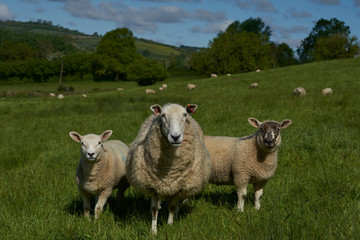 Fototapeta premium Sheep and lambs in lush green fields of the Woolley Valley, an Area of Outstanding Natural Beauty in the Cotswolds on the outskirts of Bath, England, United Kingdom