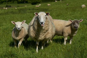 Obraz premium Sheep and lambs in lush green fields of the Woolley Valley, an Area of Outstanding Natural Beauty in the Cotswolds on the outskirts of Bath, England, United Kingdom