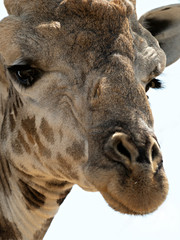 Naklejka na ściany i meble Portrait of an Angolan Giraffe (Giraffa camelopardalis angolensis), Botswana
